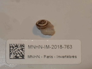  ( - MNHN-IM-2018-763)  @11 [ ] Copyright (2019) Olivier Gargominy Museum national d'Histoire naturelle, Paris