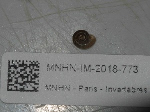  ( - MNHN-IM-2018-773)  @11 [ ] Copyright (2019) Olivier Gargominy Museum national d'Histoire naturelle, Paris