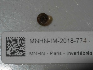  ( - MNHN-IM-2018-774)  @11 [ ] Copyright (2019) Olivier Gargominy Museum national d'Histoire naturelle, Paris