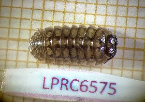  (Armadillidium sordidum - LPRC6575)  @11 [ ] Copyright (2020) Franck Noël Unspecified