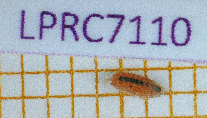  ( - LPRC7110)  @11 [ ] Copyright (2020) Franck Noël Unspecified
