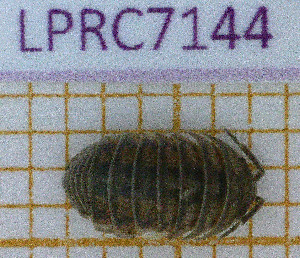  ( - LPRC7144)  @11 [ ] Copyright (2020) Franck Noel Unspecified