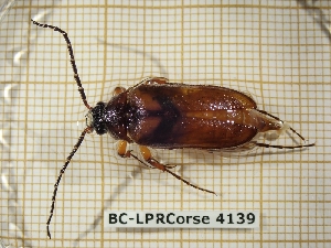  ( - BC-LPRCorse 4139)  @11 [ ] Copyright (2019) Rodolphe Rougerie Research Collection of Rodolphe Rougerie