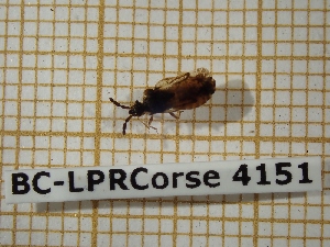  (Aradus depressus depressus - BC-LPRCorse 4151)  @11 [ ] Copyright (2019) Rodolphe Rougerie Research Collection of Rodolphe Rougerie