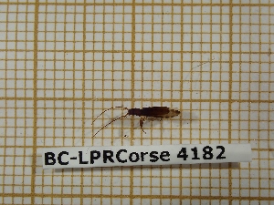  ( - BC-LPRCorse 4182)  @11 [ ] Copyright (2019) Rodolphe Rougerie Research Collection of Rodolphe Rougerie