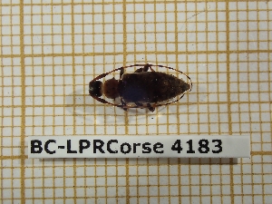  ( - BC-LPRCorse 4183)  @11 [ ] Copyright (2019) Rodolphe Rougerie Research Collection of Rodolphe Rougerie