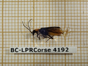  ( - BC-LPRCorse 4192)  @11 [ ] Copyright (2019) Rodolphe Rougerie Research Collection of Rodolphe Rougerie