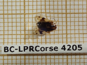  ( - BC-LPRCorse 4205)  @11 [ ] Copyright (2019) Rodolphe Rougerie Research Collection of Rodolphe Rougerie