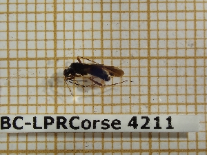  ( - BC-LPRCorse 4211)  @11 [ ] Copyright (2019) Rodolphe Rougerie Research Collection of Rodolphe Rougerie