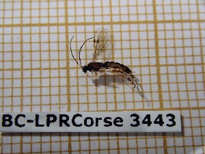  ( - BC-LPRCorse3443)  @12 [ ] Copyright (2019) Rodolphe Rougerie Museum national d'Histoire naturelle, Paris