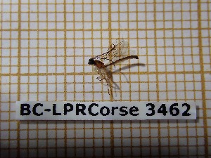  ( - BC-LPRCorse3462)  @11 [ ] Copyright (2019) Rodolphe Rougerie Museum national d'Histoire naturelle, Paris