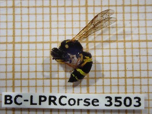  (Ancistrocerus longispinosus - BC-LPRCorse3503)  @11 [ ] Copyright (2019) Rodolphe Rougerie Museum national d'Histoire naturelle, Paris