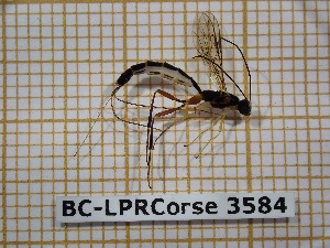  ( - BC-LPRCorse3584)  @11 [ ] Copyright (2019) Rodolphe Rougerie Museum national d'Histoire naturelle, Paris