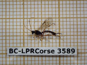  ( - BC-LPRCorse3589)  @12 [ ] Copyright (2019) Rodolphe Rougerie Museum national d'Histoire naturelle, Paris