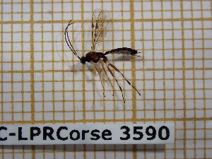  ( - BC-LPRCorse3590)  @12 [ ] Copyright (2019) Rodolphe Rougerie Museum national d'Histoire naturelle, Paris