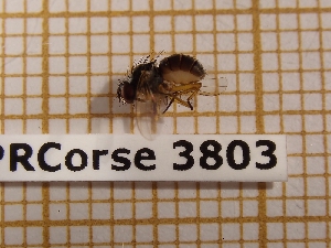  ( - BC-LPRCorse 3803)  @11 [ ] Copyright (2019) Rodolphe Rougerie Research Collection of Rodolphe Rougerie