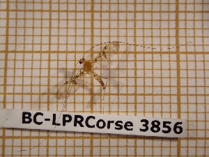  ( - BC-LPRCorse 3856)  @11 [ ] Copyright (2019) Rodolphe Rougerie Research Collection of Rodolphe Rougerie