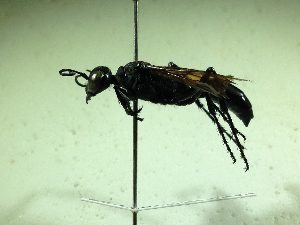  (Podalonia hirsuta - BC-LPRCorse0444)  @11 [ ] Copyright (2019) Romain Le Divelec Museum national d'Histoire naturelle, Paris