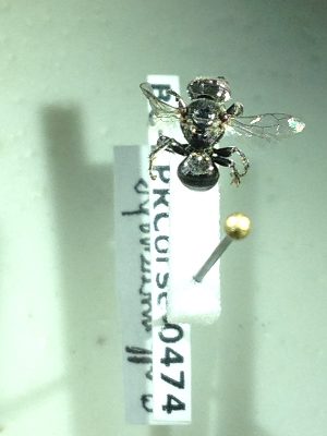  ( - BC-LPRCorse0474)  @11 [ ] Copyright (2019) Romain Le Divelec Museum national d'Histoire naturelle, Paris