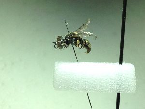  (Oxybelus sp. 1RLD - BC-LPRCorse0475)  @11 [ ] Copyright (2019) Romain Le Divelec Museum national d'Histoire naturelle, Paris