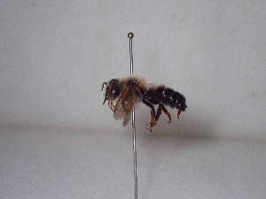  (Megachile albocristata - BC-LPRCorse1974)  @11 [ ] Copyright (2019) Romain Le Divelec Museum national d'Histoire naturelle, Paris