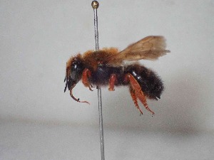  (Megachile sicula - BC-LPRCorse1975)  @11 [ ] Copyright (2019) Romain Le Divelec Museum national d'Histoire naturelle, Paris