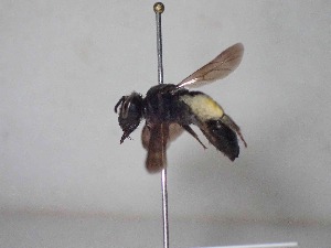  (Andrena pilipes iliensis - BC-LPRCorse1983)  @11 [ ] Copyright (2019) Romain Le Divelec Museum national d'Histoire naturelle, Paris