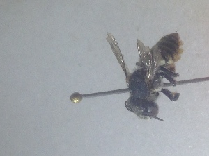  (Megachile pilidens - BC-LPRCorse 0791)  @11 [ ] Copyright (2020) Romain Le Divelec Museum national d'Histoire naturelle