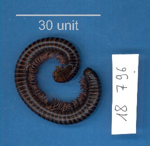  (Spirostreptini - 18796-AN-NC-02)  @11 [ ] Creative Commons (2025) Mathieu Coulis Research Collection of Mathieu Coulis