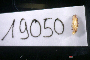  (Lophoproctidae - 19050-ANMI6)  @11 [ ] Creative Commons (2025) Mathieu Coulis Research Collection of Mathieu Coulis