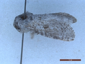  ( - LPRIG_CLV49274)  @11 [ ] CC-By (2025) Rodolphe Rougerie MNHN