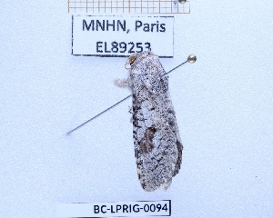  ( - BC-LPRIG-0094)  @11 [ ] CC-By (2025) Rodolphe Rougerie MNHN
