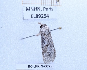  ( - BC-LPRIG-0095)  @11 [ ] CC-By (2025) Rodolphe Rougerie MNHN