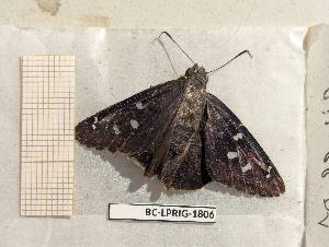  (Polygonus leo leo - BC-LPRIG-1806)  @11 [ ] CC-By (2025) Rodolphe Rougerie MNHN