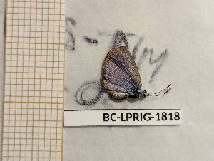  (Hemiargus hanno watsoni - BC-LPRIG-1818)  @11 [ ] CC-By (2025) Rodolphe Rougerie MNHN