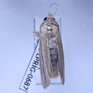  ( - BC-LPRIG-0687)  @11 [ ] CC-By (2025) Rodolphe Rougerie MNHN