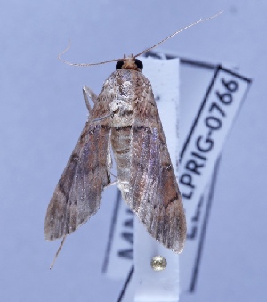  ( - BC-LPRIG-0766)  @11 [ ] CC-By (2025) Rodolphe Rougerie MNHN