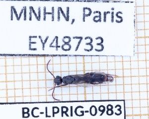  ( - BC-LPRIG-0983)  @11 [ ] CC-By (2025) Rodolphe Rougerie MNHN