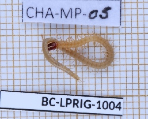  ( - BC-LPRIG-1004)  @11 [ ] CC-By (2025) Rodolphe Rougerie MNHN