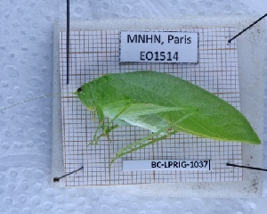  ( - BC-LPRIG-1037)  @11 [ ] CC-By (2025) Rodolphe Rougerie MNHN