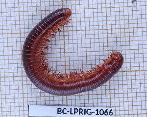  ( - BC-LPRIG-1066)  @11 [ ] CC-By (2025) Rodolphe Rougerie MNHN