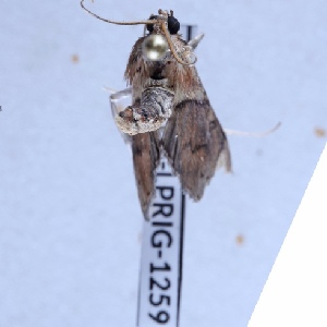  ( - BC-LPRIG-1259)  @11 [ ] CC-By (2025) Rodolphe Rougerie MNHN