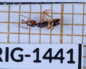  ( - BC-LPRIG-1441)  @11 [ ] CC-By (2025) Rodolphe Rougerie MNHN