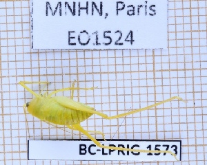  (Microcentrum decoratum - BC-LPRIG-1573)  @11 [ ] CC-By (2025) Rodolphe Rougerie MNHN