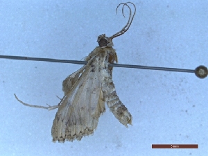  ( - BC-LPRIG-1674)  @11 [ ] CC-By (2025) Rodolphe Rougerie MNHN