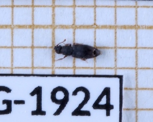  ( - BC-LPRIG-1924)  @11 [ ] CC-By (2025) Rodolphe Rougerie MNHN