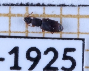  ( - BC-LPRIG-1925)  @11 [ ] CC-By (2025) Rodolphe Rougerie MNHN