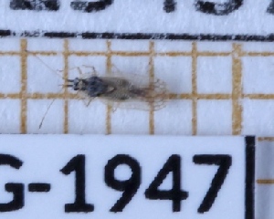  (Leptopharsa tenuis - BC-LPRIG-1947)  @11 [ ] CC-By (2025) Rodolphe Rougerie MNHN
