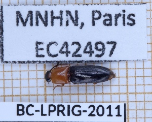  ( - BC-LPRIG-2011)  @11 [ ] CC-By (2025) Rodolphe Rougerie MNHN