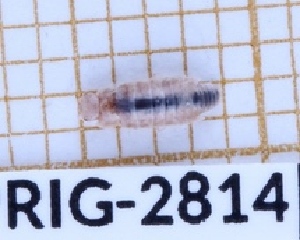  (Pseudotyphloscia - BC-LPRIG-2814)  @11 [ ] CC-By (2025) Rodolphe Rougerie MNHN